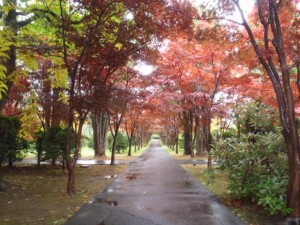 モミジ並木２