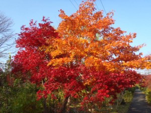 ヤマモミジとノムラモミジ接ぎ木です