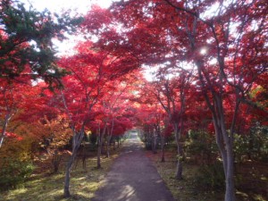 今のノムラモミジトンネル