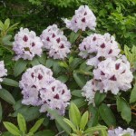 セイヨウシャクナゲ