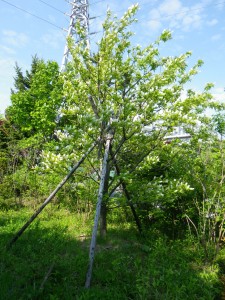 ウワミズ桜満開