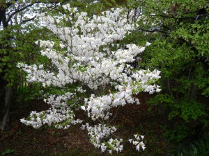 シロヤシオ満開