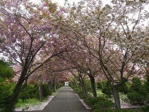 八重ザクラトンネル