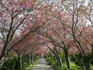八重桜5月7日