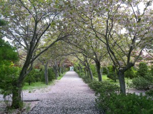 八重桜トンネル