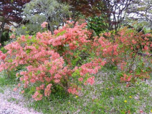 山ツツジ満開