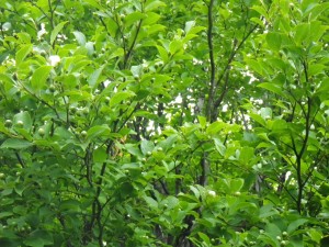 ナツツバキ咲き始め