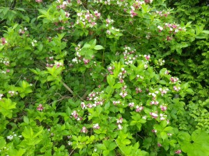 ハコネウツギ満開