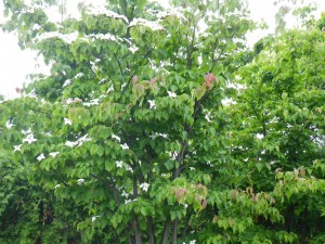 ヤマボウシ満開