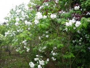 梅花ウツギ満開