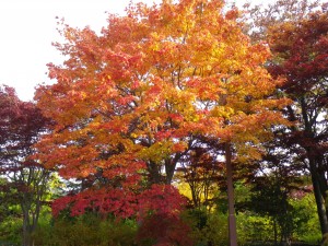 10月19日　モミジ２