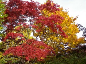 10月19日　モミジ３