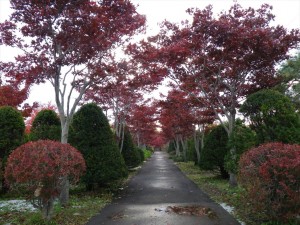 10/26　ノムラモミジ　並木