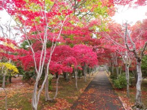 10/26　ノムラモミジ　ベニシダレ