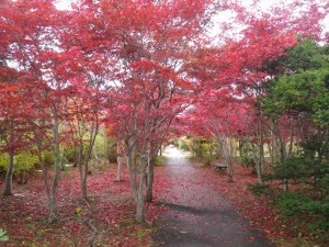 10/26　ノムラモミジ　紅葉