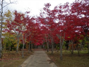 10/30　ノムラモミジ１