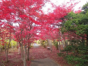 10/30　ノムラモミジ２