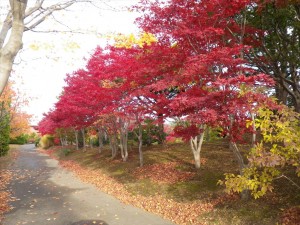 10/30　ノムラモミジ３