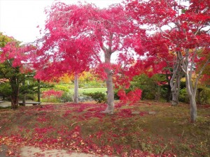 10/30　ベニシダレ