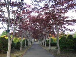 10月19日　ノムラモミジ　並木