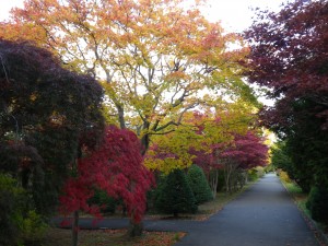 10月19日　ノムラ　シダレ　ヤマモミジ