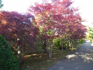 ベニシダレ・ノムラ