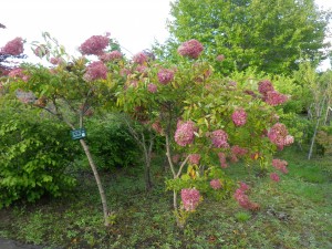 ピンクに紅葉（ミナヅキ）