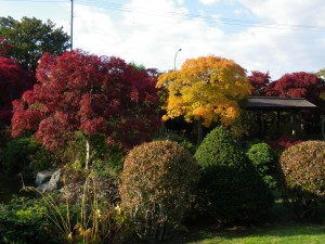 10月19日　日本庭園