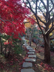 11/5　日本庭園脇　小路