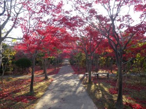 11/5　ノムラモミジ　並木