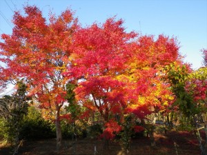 11/5　ヤマモミジ