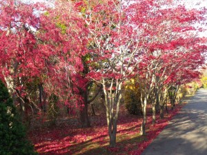 11/5　ノムラモミジ　アップ