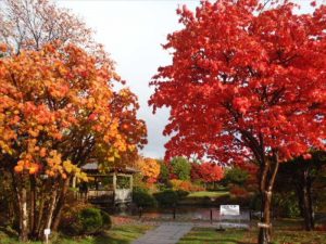 ハウチワカエデとヤマモミジの美しい紅葉が日本庭園を彩ります。黄色、オレンジ、赤、自然が作り出す素敵な風景をぜひご覧ください。