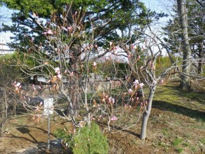 ヤシオ今日開花_R