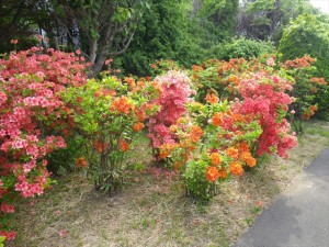 ヤマ・エクスバリツツジ_R