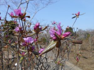 エゾムラサキツツジ開花