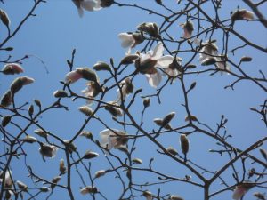 キタコブシ開花