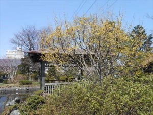 サンシュユ開花