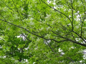 お花が見られます