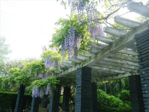 フジ棚満開