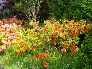 カバレンゲツツジ