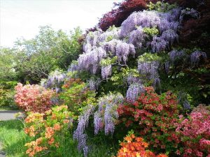 ヤマツツジとフジ