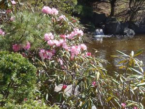 アズマシャクナゲ