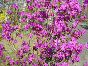 エゾムラサキツツジ見ごろ