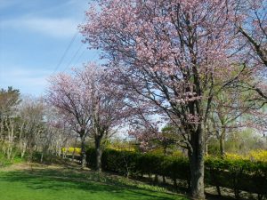 エゾヤマザクラ見ごろ