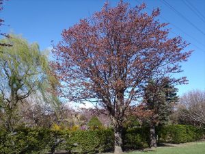 エゾヤマザクラ終花