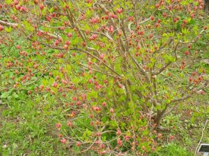 ツツジ開花まであとすこし