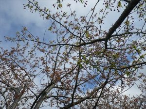 フゲンゾウつぼみ