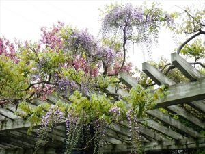 藤棚もう少しで見ごろ