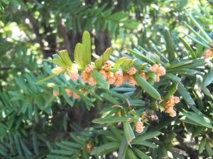 イチイの花